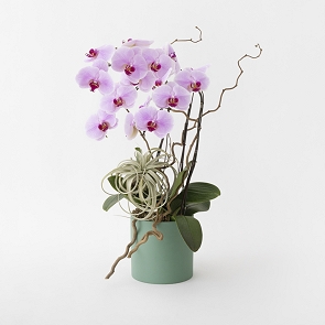 HLB008 LAVINIA 蘭花盆栽